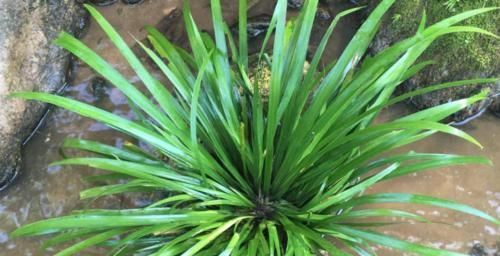 建议大家:若有空余的地方,一定要种植这3种植物!漂亮又好种