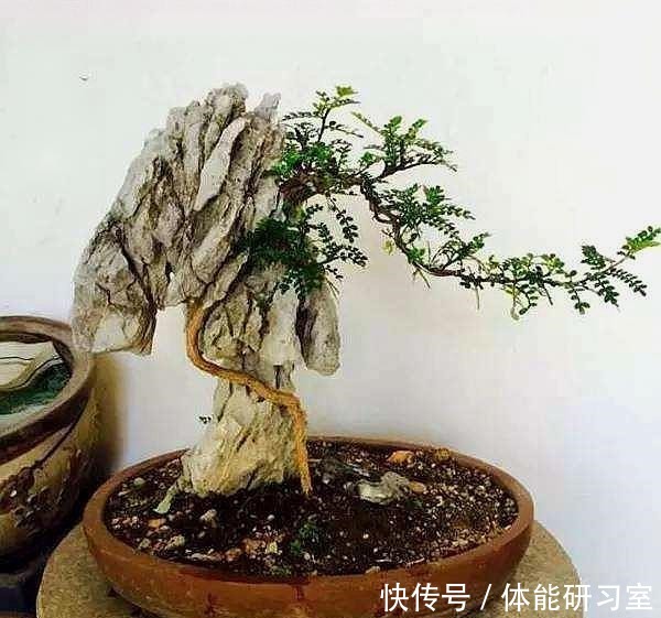 破盆配“路边草”，野性十足，省钱接地气，养上2年就美了！