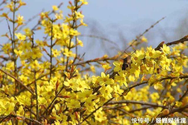 这3种花养成老桩价值高，养得越久越美，喜欢的别错过