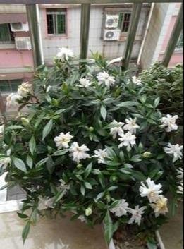 花苞|栀子花不开花怕啥,顺着“暴脾气”,随后爆花苞,一茬又一茬