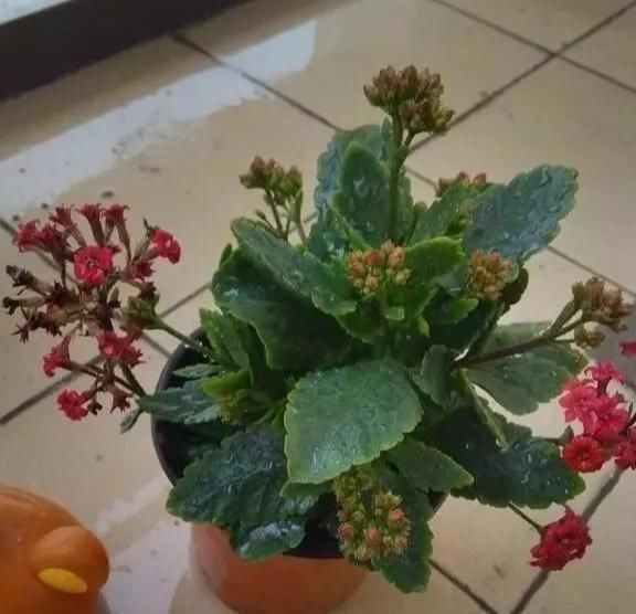 养花要心狠，特别是此5种花，剪得越狠长得更好，株型繁茂