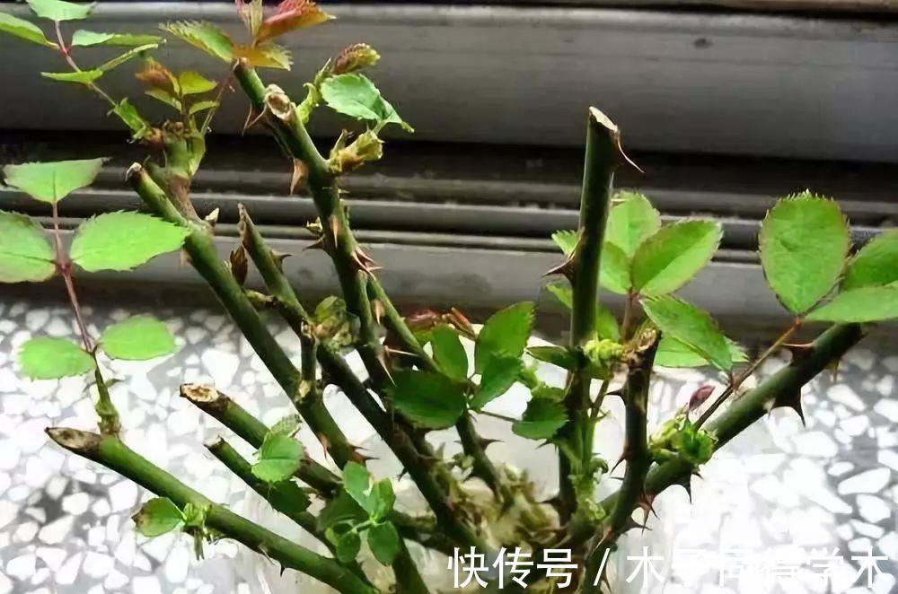 生根|立秋后，建议扦插6种花，温度适宜“利于”生根，成活率高