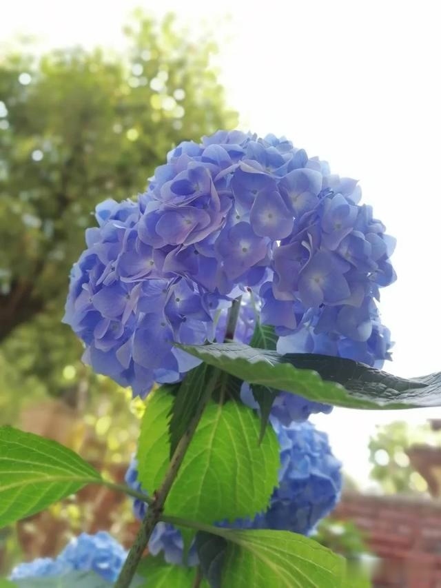 圆滚滚的绣球，瀑布般的花墙，这届花友也太会种花了吧