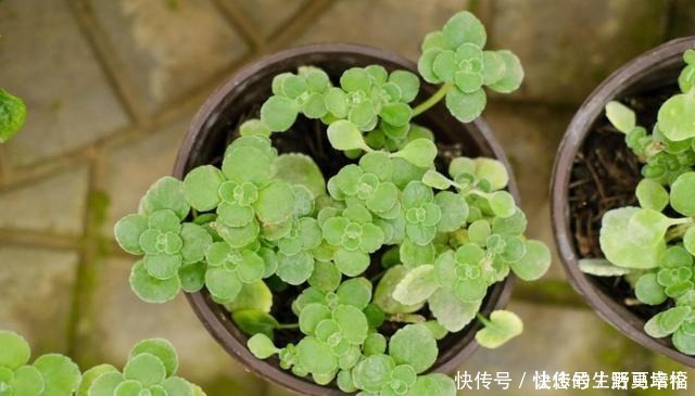 花友们|这4类花不能喷水,喷了就烂,快停手!这4类花不能喷水,喷了就烂,快停手!