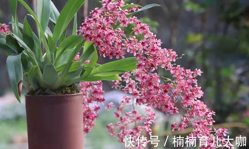 兰花缺“肥”会出现的症状,早点知道才能早“下药”,救命!