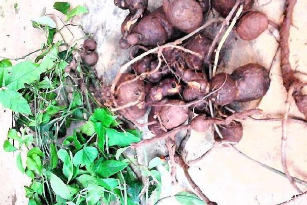 農(nóng)村的這種野草被叫做“藥王”！一塊錢只能買到一克，你見過(guò)嗎