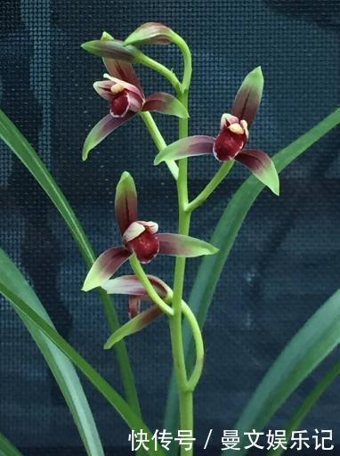 魂兰花|此兰花“一苗难求”,花开有其香,是顶级红素,曾被炒到百万