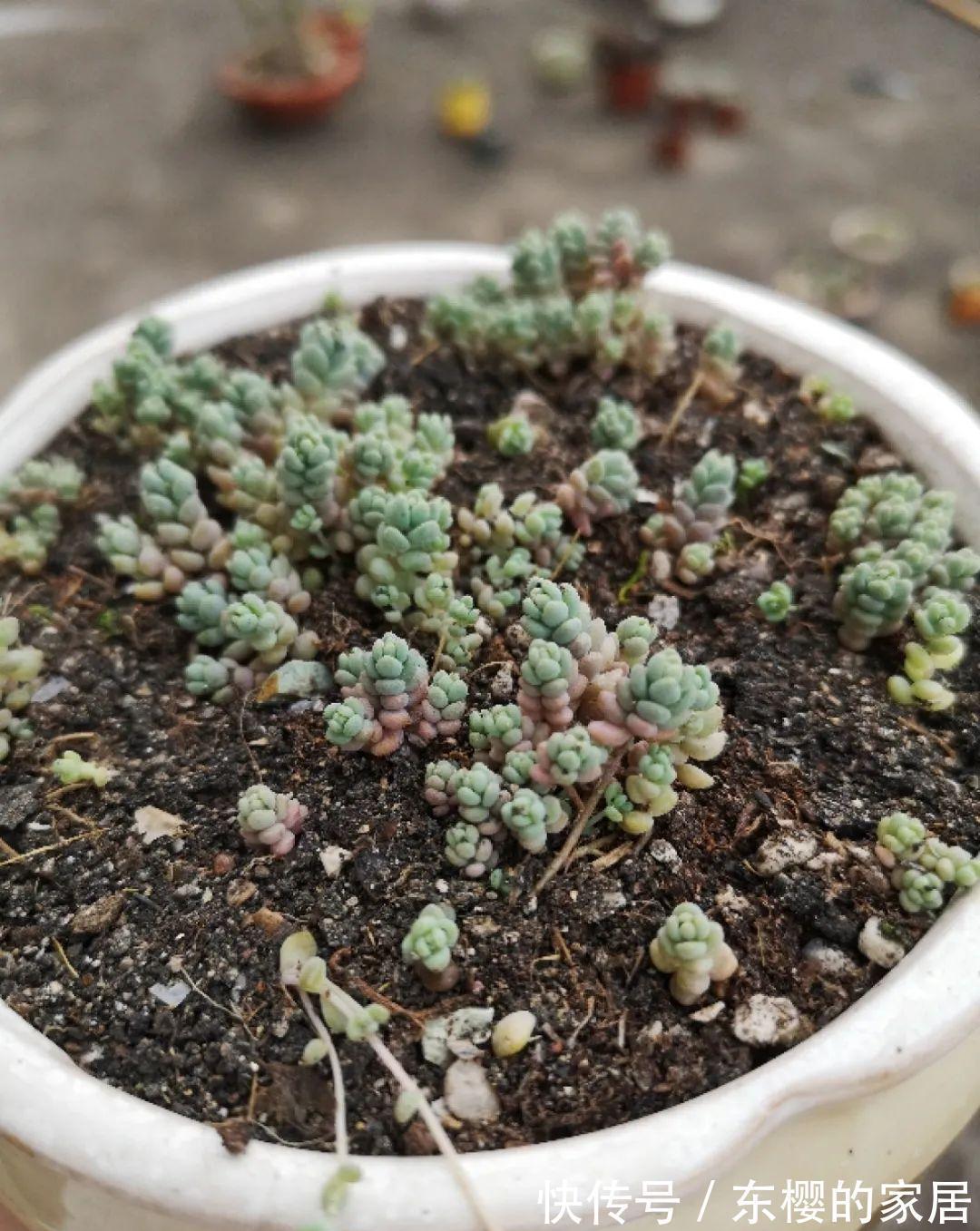 换盆时机到了，有这花赶紧换，换完立马疯长！