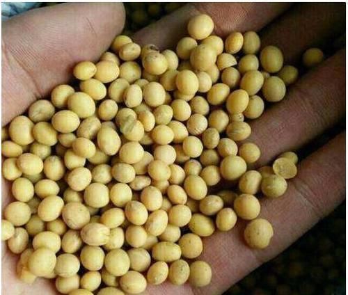 3种花,爱吃豆,盆里埋10粒,俩月不施肥,叶子绿,开大花!