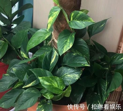 肥料|绿萝叶子发黄跟爷爷“学1招”，7天油绿起来，叶片巴掌大！