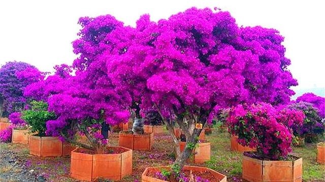 浇水|三角梅开花少“3段式”浇水法,配合2种水,开花多花期长