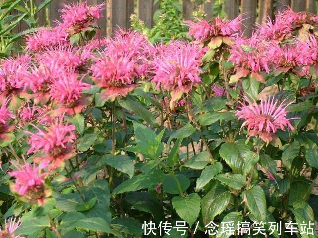 薄荷不仅可以食用观叶，这种薄荷清热解毒，还能一团团的开花