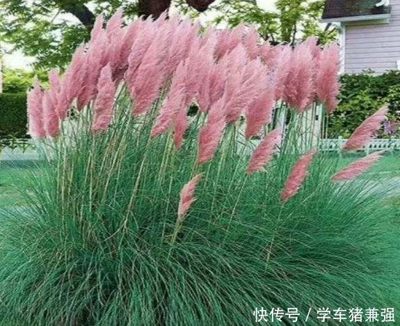 有钱人的庭院,现在流行“种草”了,4种“野草”你们见过吗!