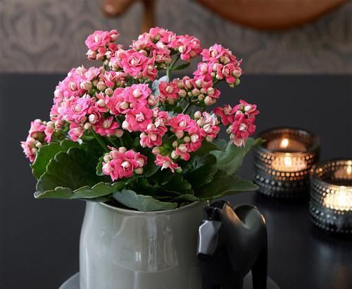 适合小盆养殖的3种花卉,漂亮易打理,颜值不逊色于大型盆景