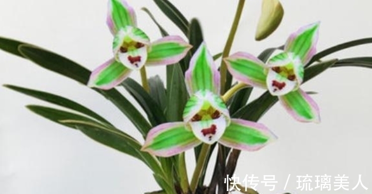 此兰很多人没见过,一花双色,兰香浓郁,叶带金边,是兰中铭品