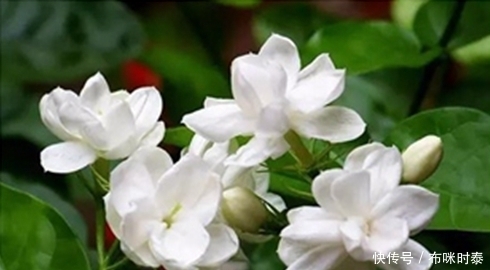 它在农村花开正盛,被古人称为“人间第一香”,是止咳化痰的良药