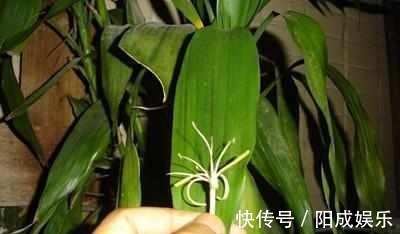 富贵竹捡回来养了2年,一米多高还开花了,方法原来这么简单!