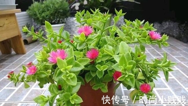 六种花是有名的“生活小帮手”，建议养一盆，以备不时之需