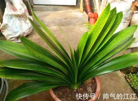 秋天养君子兰，5件事越早做越好，叶片整齐油绿光亮，冬天开爆盆