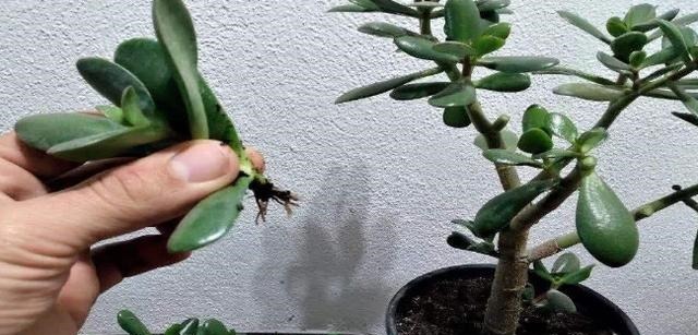 枝干|多肉枝干徒长学会剪一剪,母株变美、枝干扦插成新生幼苗