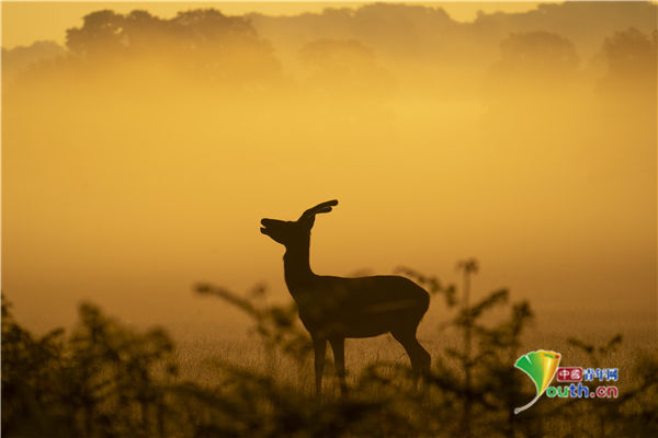 鹿群|英国里士满公园晨雾景色迷人 鹿群沐浴金色阳光如置身画卷