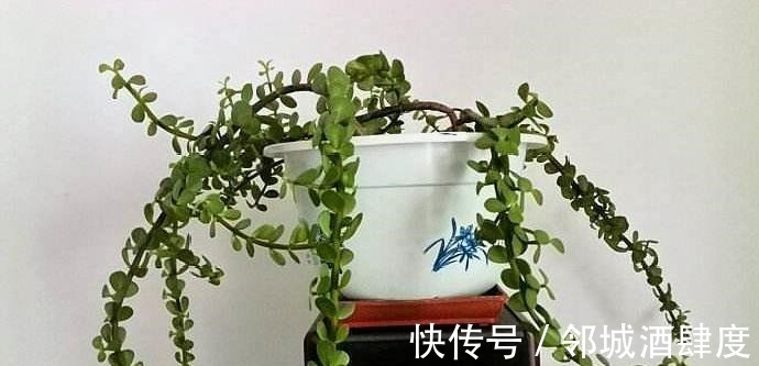 枝条|大妈养一株“象鼻”盆景, 从没人要变“万元级”, 才花3个月!