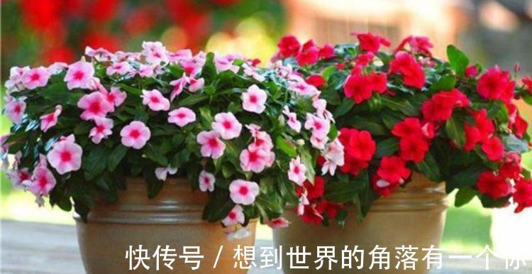 3种花养家里，惹人喜爱，给点水就长得好，开花不断！