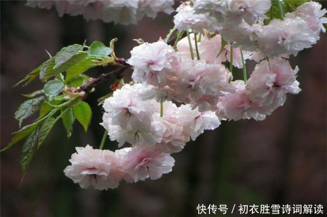 惊蛰节气之美,春雷,春雨,春虫,春草,春花,喜春回