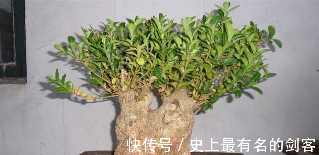 光照|黄杨盆景姿态优美是如何制作的后期养护，盆景制作方法在这里！