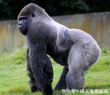 非洲大陆 地球大陆正在分裂,失落的大洲正在形成?裂缝已超过56千米!