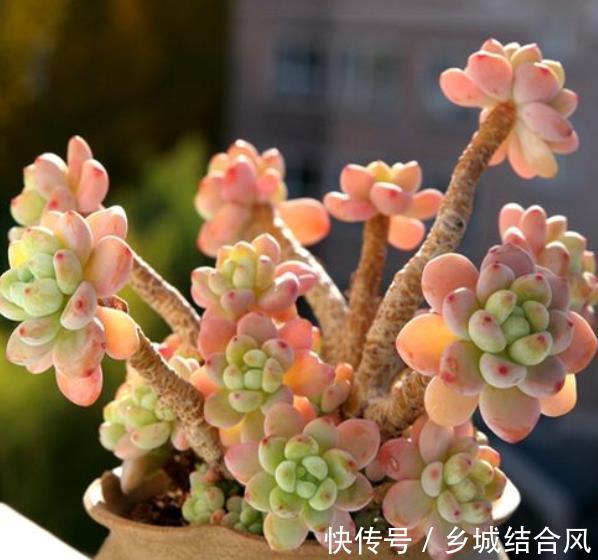 自带香味的多肉植物，3件事做不好，难怪选对品种也闻不到香味