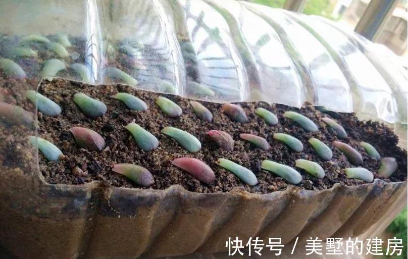 养花|于养花人而言,空油桶是什么?