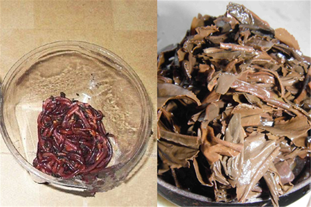钓鱼|蚯蚓被钓鱼人称为万能饵,直接使用只是初级版,加强版你会用吗