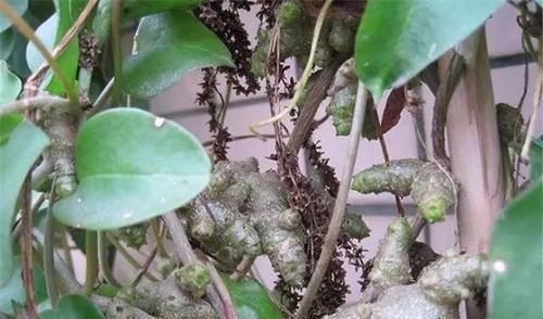 南蛇藤|南方人都在种的植物，治肝病、脚气、高血压、类风湿，能吃的草药