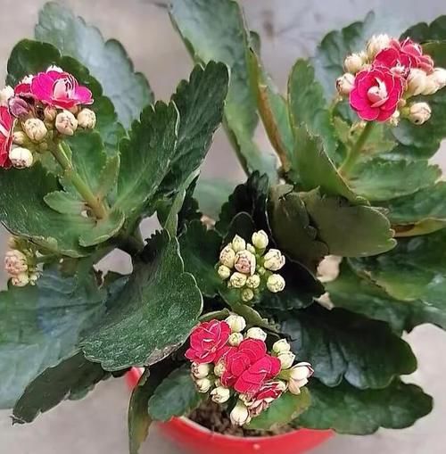 长寿花什么时候打顶好？需要注意什么？