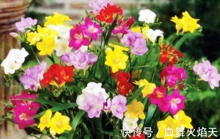 4种花很耐养,沾土就能活,天上人间,美到极致!