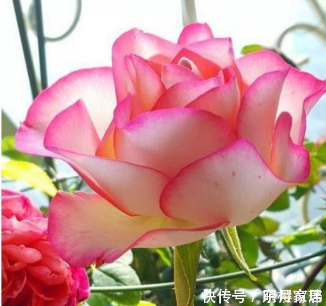 开花最香的3种花,花朵大花期长,比牡丹还美,年年开花美翻