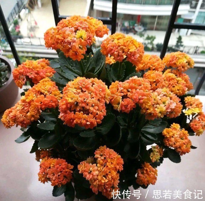 净化|七种花很“养人”，卧室客厅放几盆，好看吉祥“睡得香”