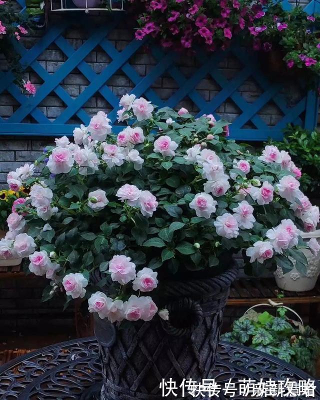 大花飞燕草|聪明人都在养的五种花，花期长、寓意好，花开一簇簇，好看极了！