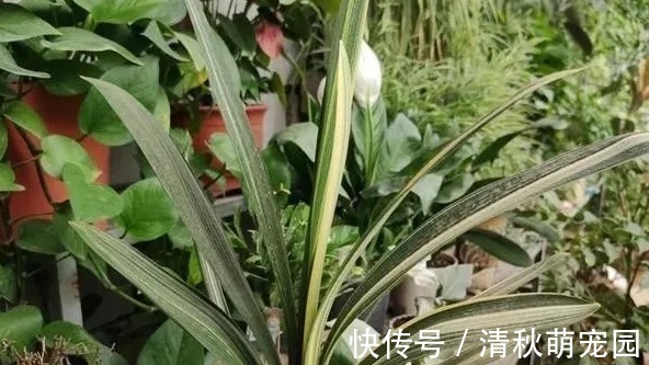 君子兰迟迟不开花,就用这3招,一年开花两三次,年年开爆盆