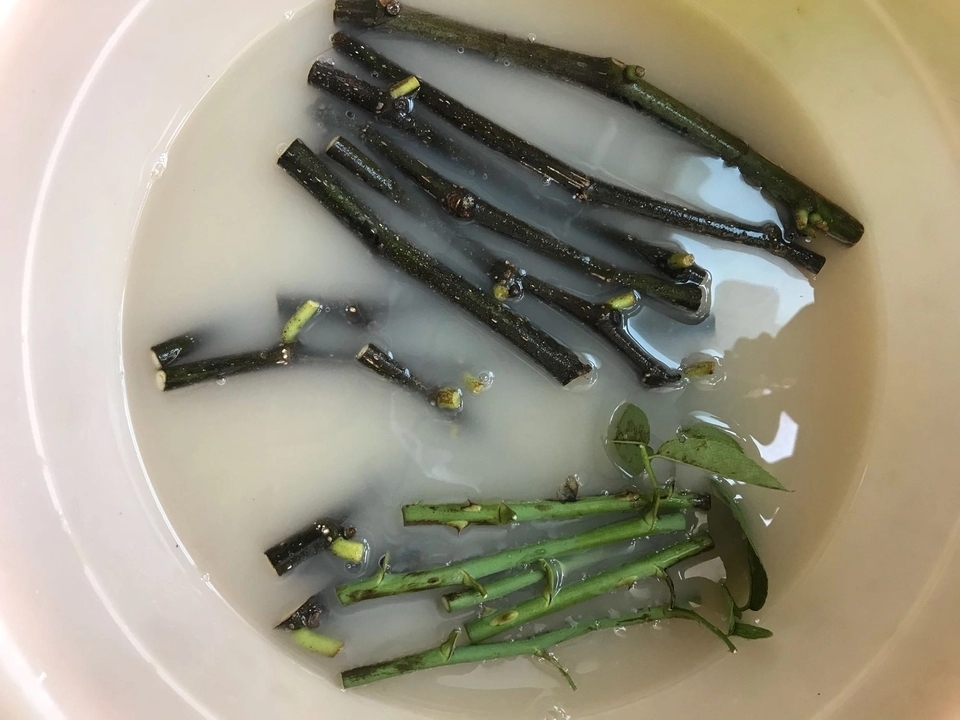 枝条|无花果水培繁殖难生根教你一招10天生根的方法,试过的都说好