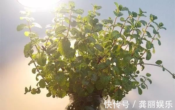 吊兰|黄叶快死的五种花卉,狠狠给它剪秃了,过几天呼呼长出一大堆