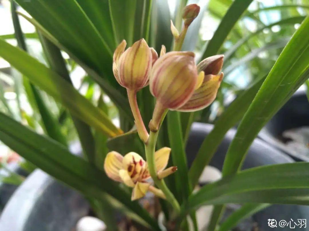 长寿花|9月后就养这些花，比绿萝好养，疯狂开花到明年！