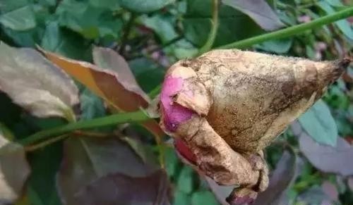 苞长|月季花苞长雀斑怎么回事?当心整个花苞霉烂!