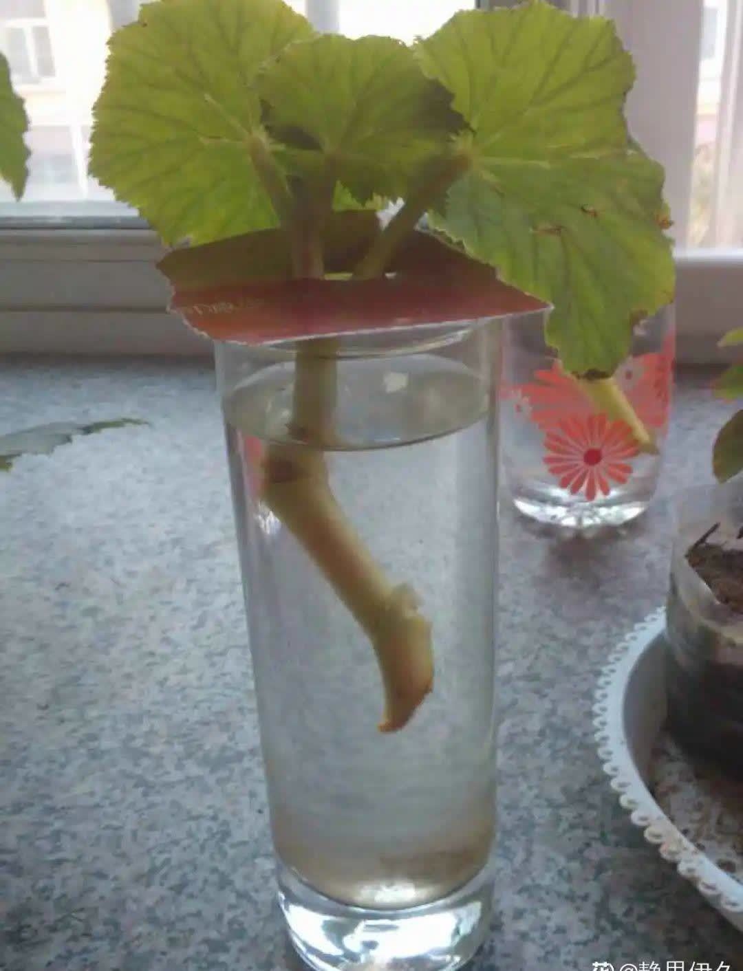 蝴蝶兰开花不是一次性,花后剪一剪,还能继续开花