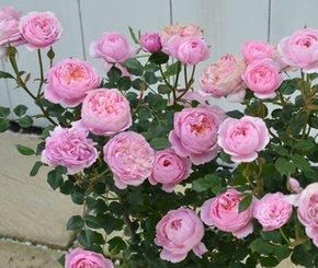  微型|阳台再小，也要养几盆微型月季，勤开花又矮小，值得拥有