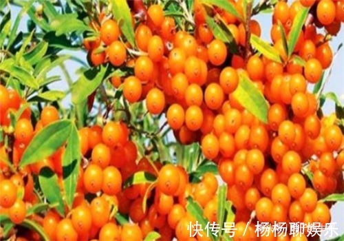 沙棘|女性要排毒,离不开4种食物,排出毒素,滋阴降火,滋养女性子宫