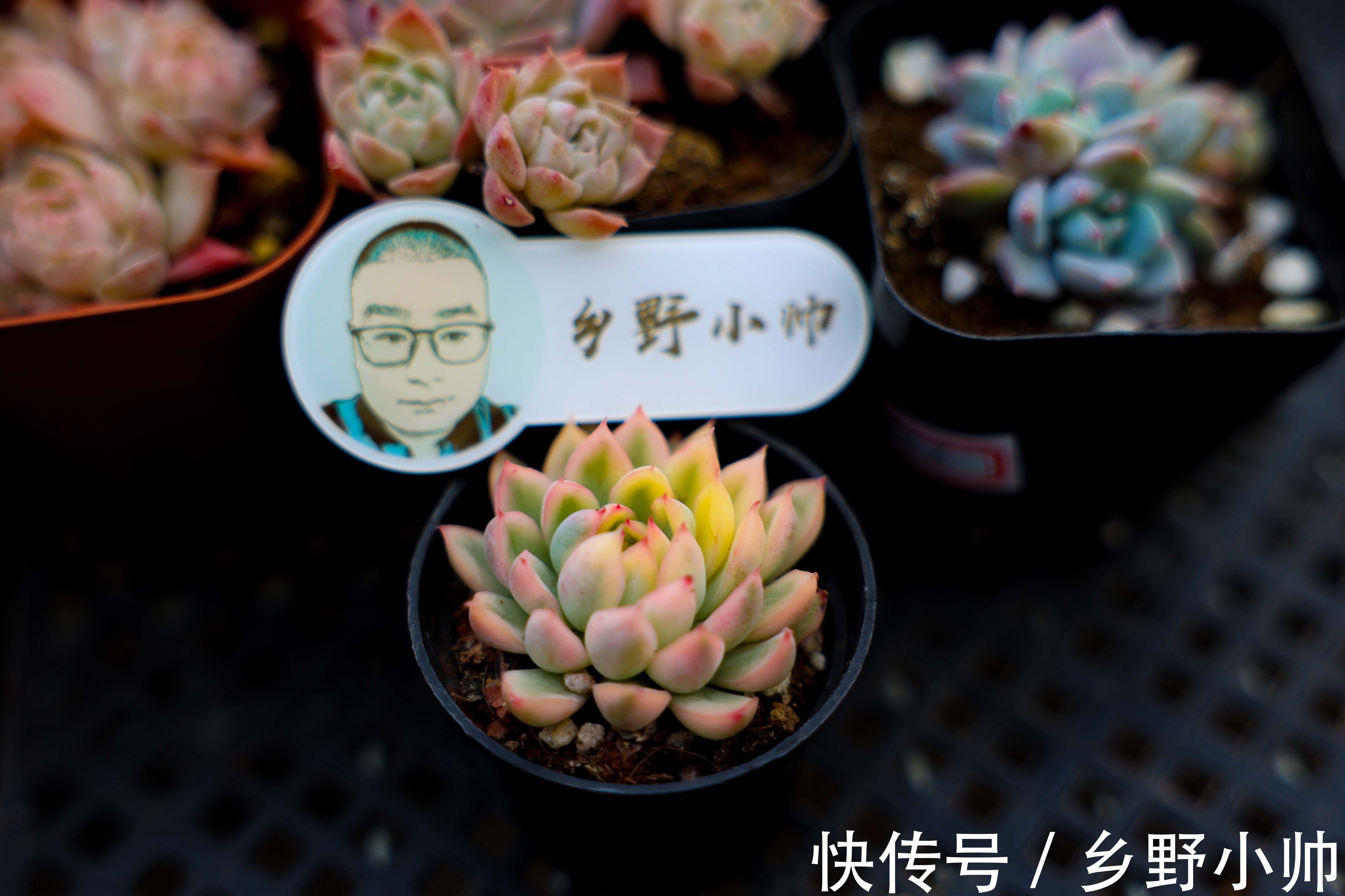 群生|多肉爆侧芽?砍头之后怎么处理?用对方法肉肉爆满盆