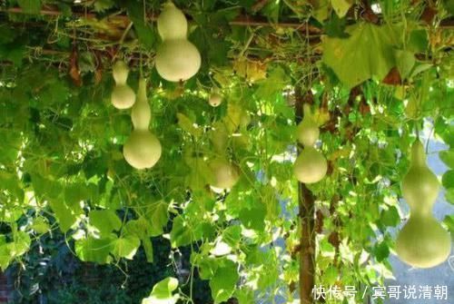 山药|6种食物是高血压的“敌人”,每天换着吃,血压慢慢降下来