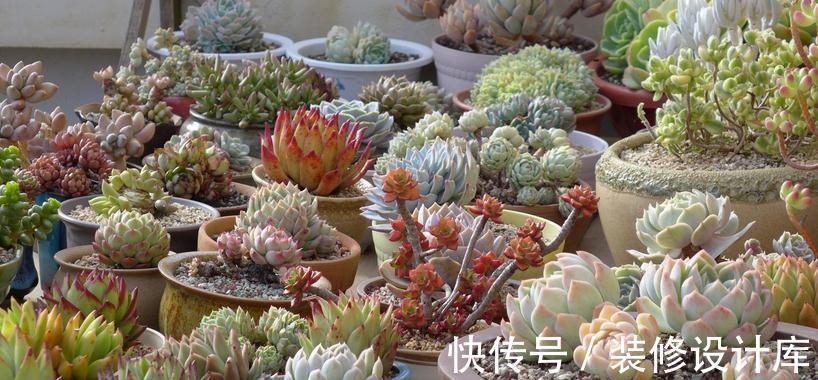 这5款多肉特适合新人盆栽,耐折腾,颜值高